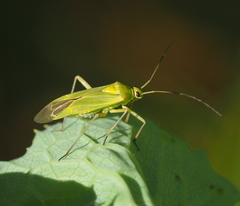Calocoris alpestris