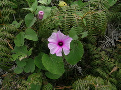 Ipomoea hieronymi