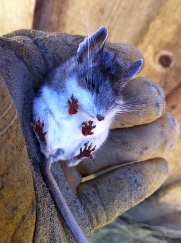 iNaturalist observation photo of Pinyon Deermouse