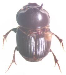 Onthophagus batesi