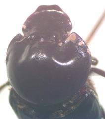 Onthophagus batesi
