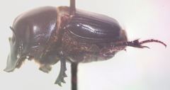 Onthophagus batesi