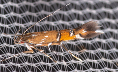 Cosmopterix gemmiferella