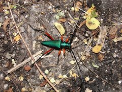 Plinthocoelium chilense