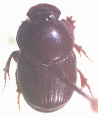 Onthophagus incensus