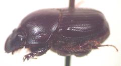 Onthophagus incensus