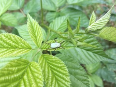 Hoplia parvula