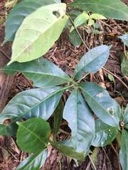 Tetrastigma thorsborneorum