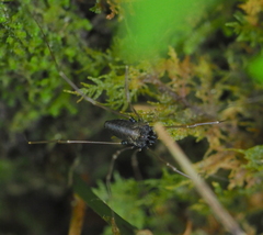 Platybunus