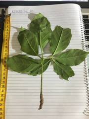 Tetrastigma thorsborneorum