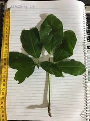 Tetrastigma thorsborneorum