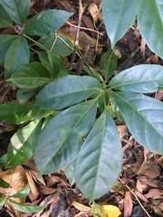 Tetrastigma thorsborneorum