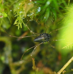 Platybunus