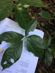 Tetrastigma thorsborneorum