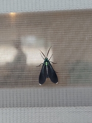 Uranophora terminalis