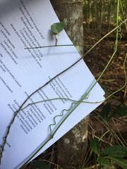 Tetrastigma thorsborneorum