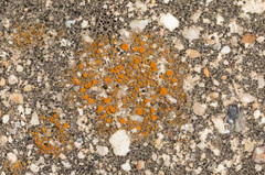 Polycauliona bolacina