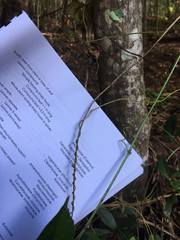 Tetrastigma thorsborneorum