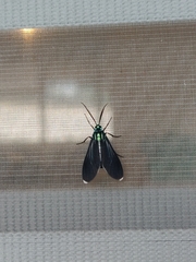 Uranophora terminalis