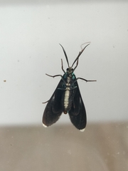 Uranophora terminalis