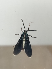 Uranophora terminalis