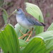 Azure Gallinule - Photo (c) Vincent A. Vos, some rights reserved (CC BY), uploaded by Vincent A. Vos