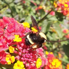 Bombus steindachneri