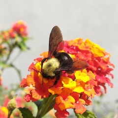 Bombus steindachneri
