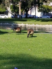 Branta canadensis