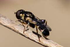 Syritta pipiens