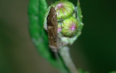 Athripsodes cinereus