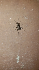 Cicindela punctulata punctulata