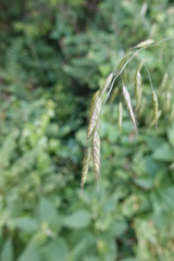 Bromus