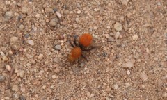 Dasymutilla coccineohirta