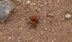 Dasymutilla coccineohirta