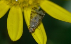 Sphenella marginata
