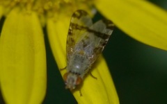 Sphenella marginata