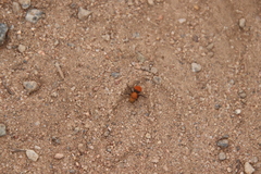 Dasymutilla coccineohirta