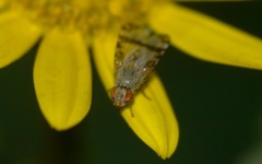 Sphenella marginata