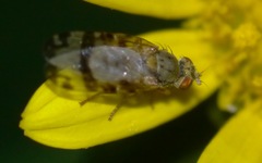 Sphenella marginata