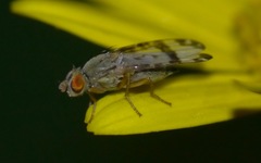 Sphenella marginata