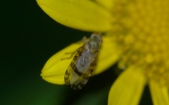 Sphenella marginata
