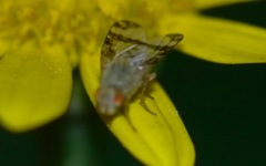 Sphenella marginata
