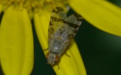 Sphenella marginata