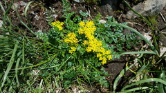 Lomatium hallii