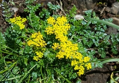 Lomatium hallii