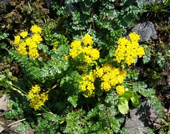 Lomatium hallii
