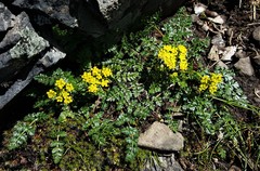Lomatium hallii