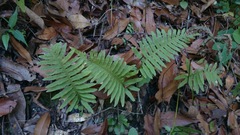Polypodium plesiosorum