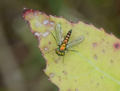 Condylostylus caudatus